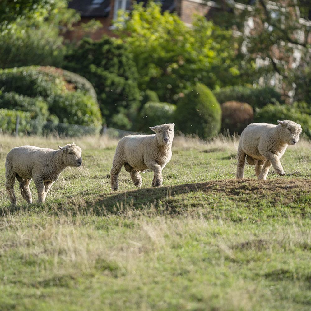 Sheep on Rose Hill in the centre of Dzorking